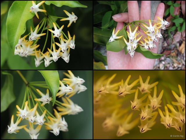 Hoya multiflora • © Cerlin Ng • All Rights Reserved