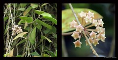 Hoya verticillata