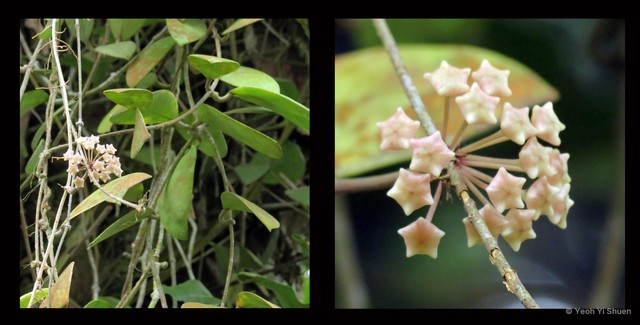 Hoya verticillata var. verticillata • © Yeoh Yi Shuen • All Rights Reserved
