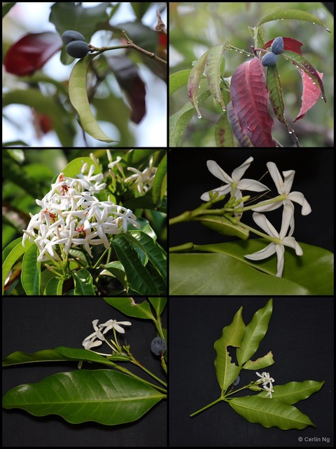 Kopsia arborea • © Cerlin Ng • All Rights Reserved