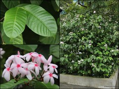 Kopsia fruticosa