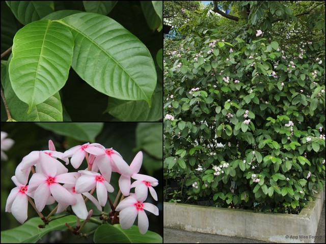 Kopsia fruticosa • © Ang Wee Foong • All Rights Reserved