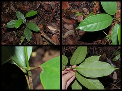 Leuconotis griffithii