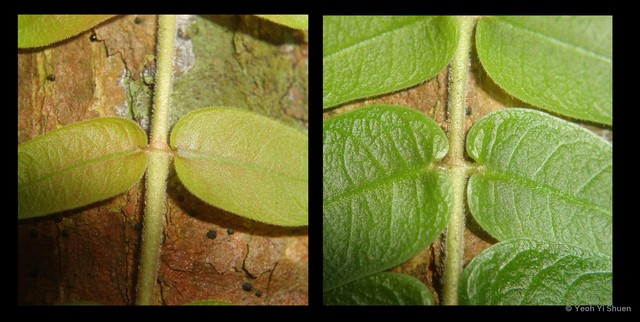 Micrechites serpyllifolius • © Yeoh Yi Shuen • All Rights Reserved