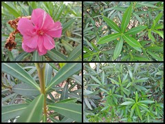 Nerium oleander