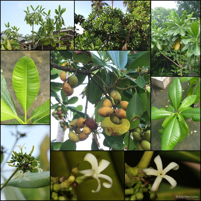 Ochrosia oppositifolia • © Ang Wee Foong • All Rights Reserved