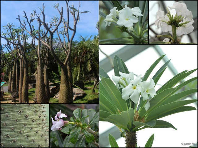 Pachypodium lamerei • © Cerlin Ng • All Rights Reserved