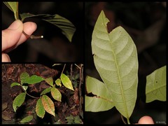 Parsonsia alboflavescens