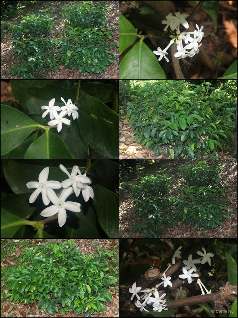 Pleiocarpa mutica • © Cerlin Ng • All Rights Reserved