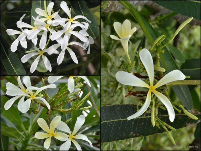 Plumeria obtusa • © Cerlin Ng • All Rights Reserved