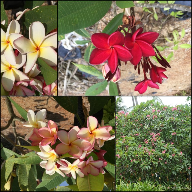 Plumeria rubra • © Ang Wee Foong • All Rights Reserved
