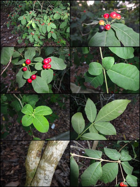 Rauvolfia tetraphylla • © Ong Kwan Han • All Rights Reserved