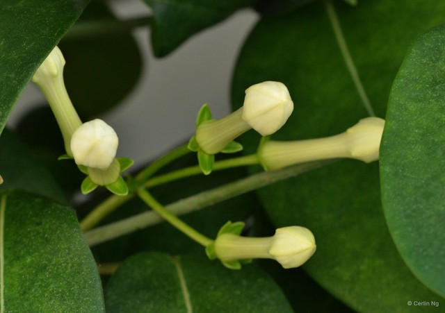 Stephanotis floribunda • © Cerlin Ng • All Rights Reserved