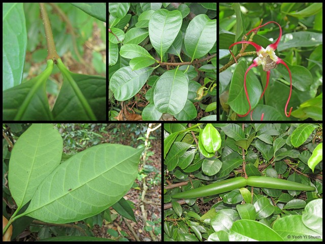 Strophanthus caudatus • © Yeoh Yi Shuen • All Rights Reserved