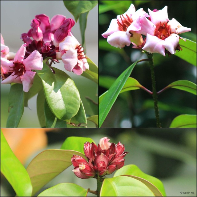Strophanthus gratus • © Cerlin Ng • All Rights Reserved