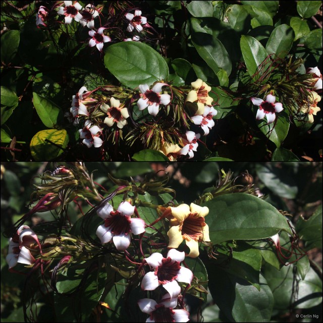 Strophanthus preussii • © Cerlin Ng • All Rights Reserved