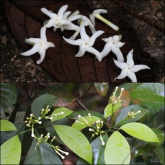 Tabernaemontana corymbosa
