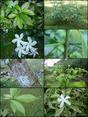 Tabernaemontana divaricata