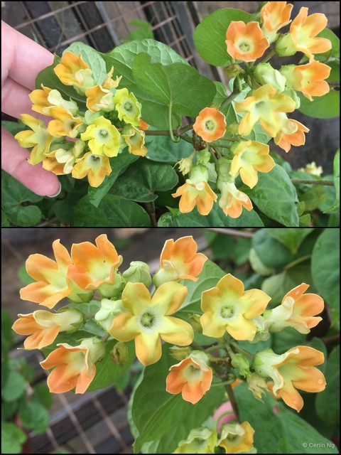 Telosma cordata • © Cerlin Ng • All Rights Reserved