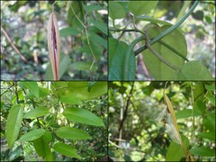 Vincetoxicum flexuosum