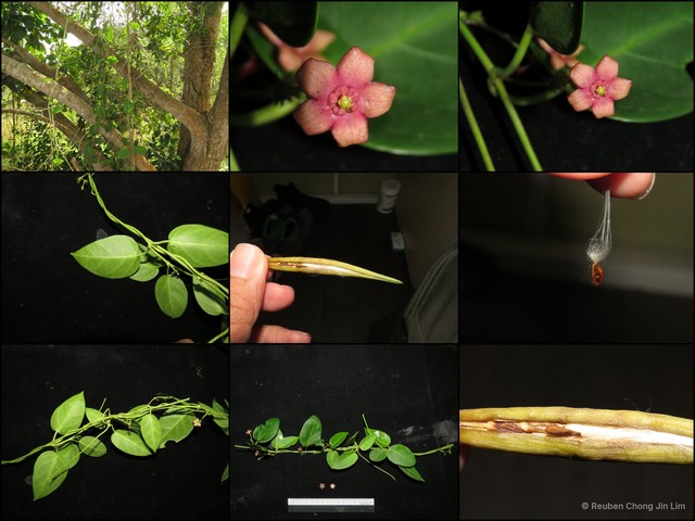 Vincetoxicum indicum • © Reuben Chong Jin Lim • All Rights Reserved