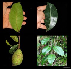 Willughbeia coriacea