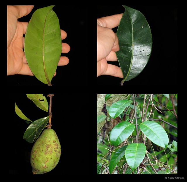Willughbeia coriacea • © Yeoh Yi Shuen • All Rights Reserved