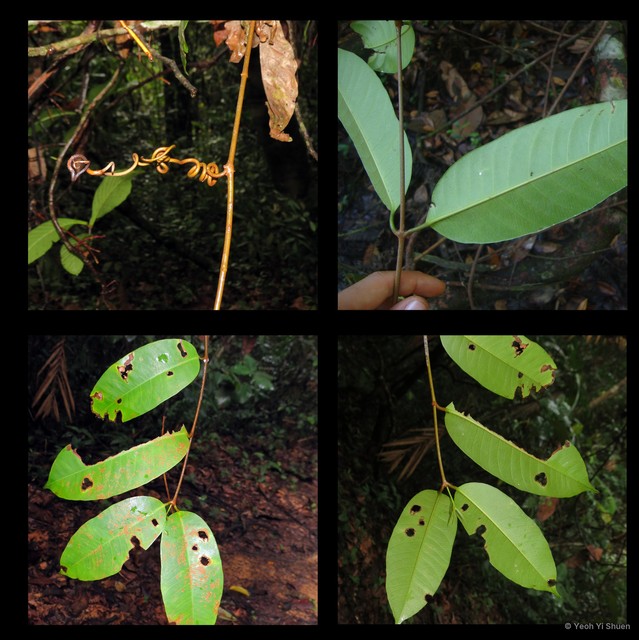 Willughbeia flavescens • © Yeoh Yi Shuen • All Rights Reserved