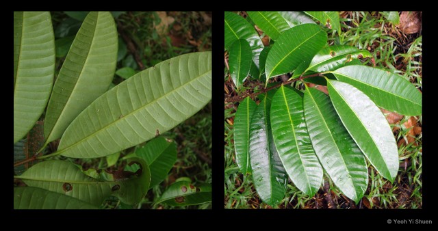 Willughbeia tenuiflora • © Yeoh Yi Shuen • All Rights Reserved