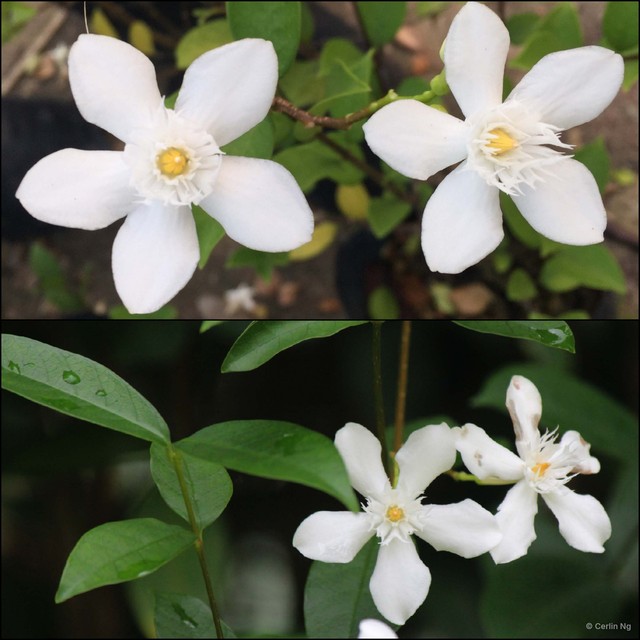 Wrightia antidysenterica • © Cerlin Ng • All Rights Reserved