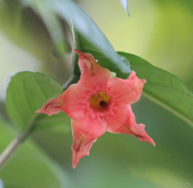 Wrightia dubia • © Cerlin Ng • All Rights Reserved