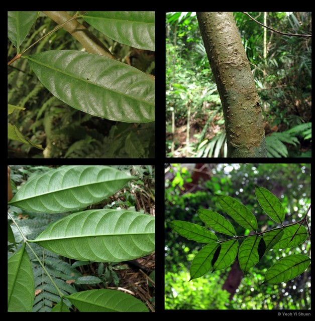 Wrightia laevis • © Yeoh Yi Shuen • All Rights Reserved