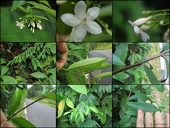 Wrightia religiosa