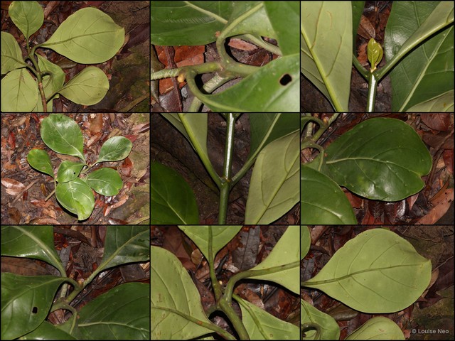 Fagraea ridleyi • © Louise Neo • All Rights Reserved