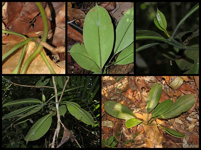 Fagraea splendens • © NUSBL • All Rights Reserved