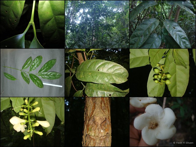 Utania racemosa • © Yeoh Yi Shuen • All Rights Reserved