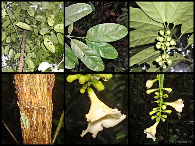 Utania volubilis • © Ong Kwan Han • All Rights Reserved
