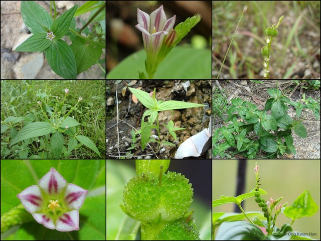 Spigelia anthelmia • © Ong Kwan Han • All Rights Reserved