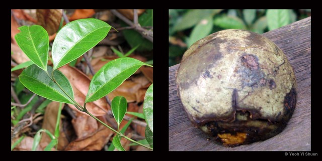 Strychnos ignatii • © Yeoh Yi Shuen • All Rights Reserved
