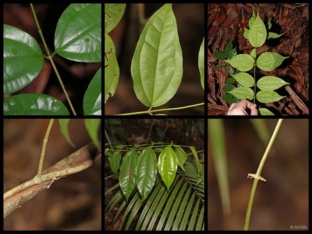 Strychnos maingayi • © NUSBL • All Rights Reserved