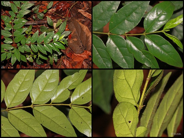 Canthium malayense • © NUSBL • All Rights Reserved