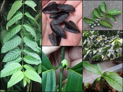 Canthiumera robusta