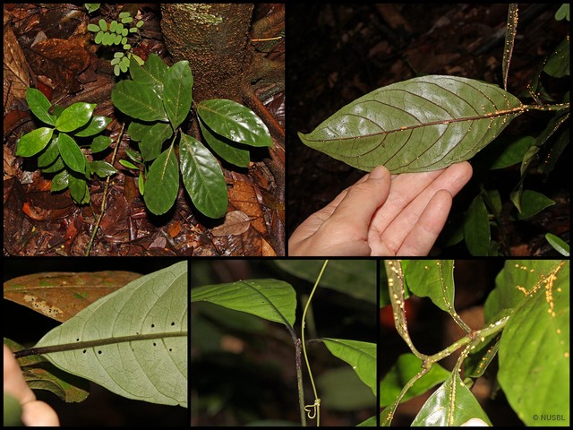 Chassalia chartacea • © NUSBL • All Rights Reserved