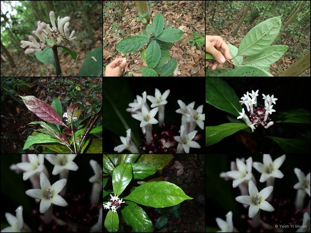 Chassalia curviflora • © Yeoh Yi Shuen • All Rights Reserved