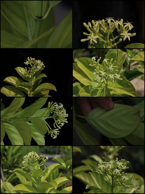 Coelospermum truncatum • © Yeoh Yi Shuen • All Rights Reserved
