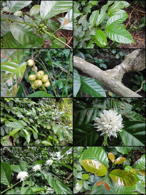Coffea canephora • © Ong Kwan Han • All Rights Reserved