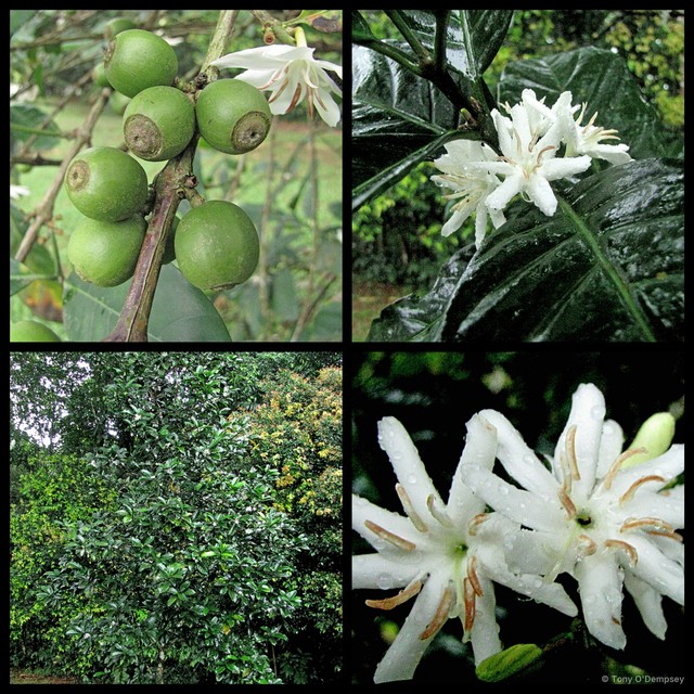 Coffea liberica • © Tony O'Dempsey • All Rights Reserved