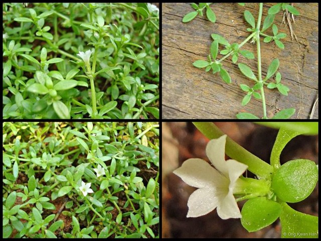 Dentella repens • © Ong Kwan Han • All Rights Reserved