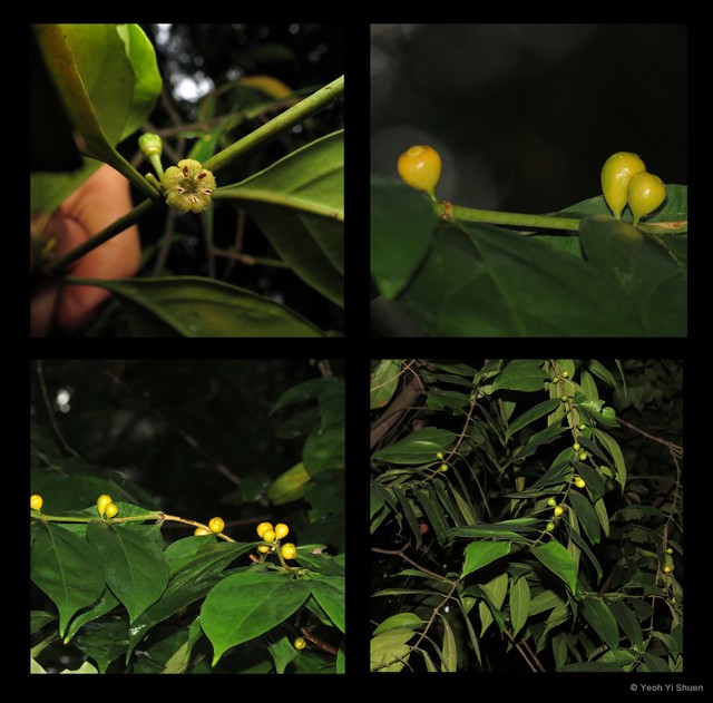Dibridsonia conferta • © Yeoh Yi Shuen • All Rights Reserved