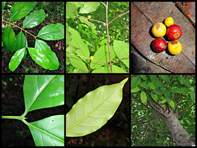 Discospermum malaccense • © Ong Kwan Han • All Rights Reserved